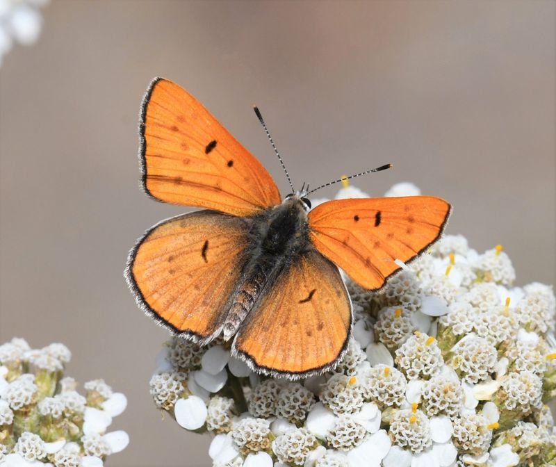 Ruddy Copper: Lycaena rubidus