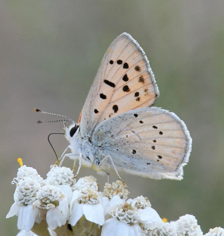 Ruddy Copper: Lycaena rubidus