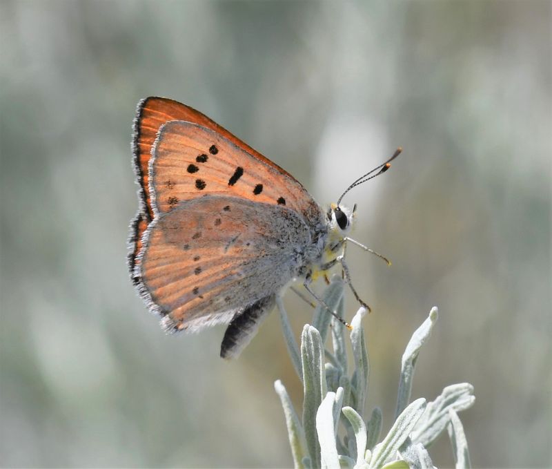 Ruddy Copper: Lycaena rubidus