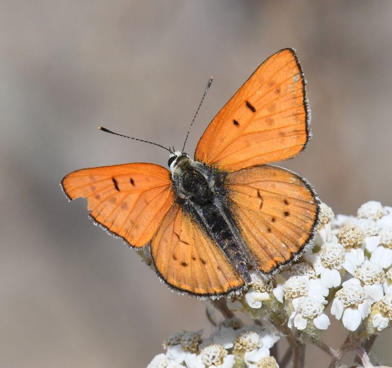 Ruddy Copper: Lycaena rubidus