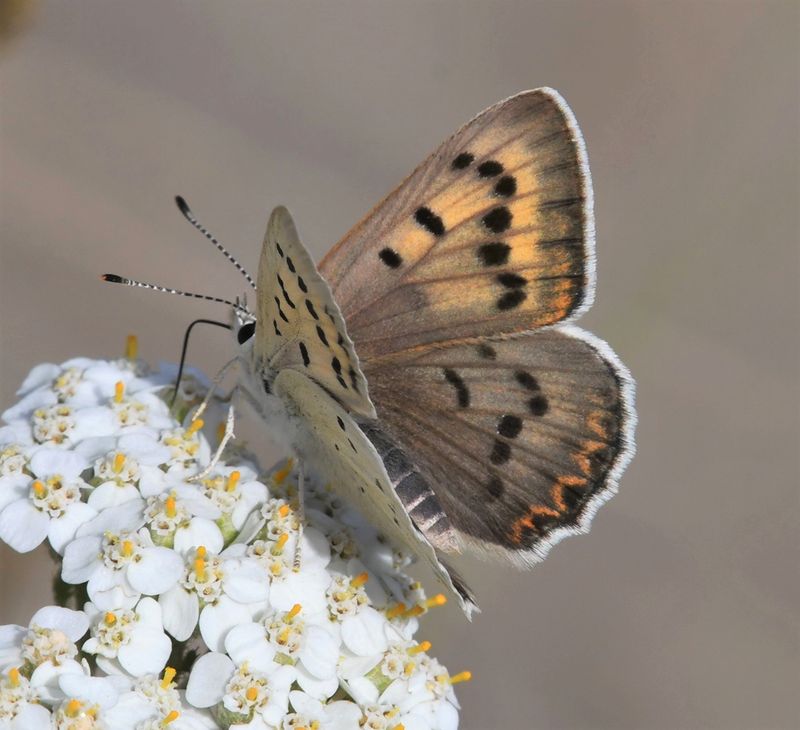 Ruddy Copper: Lycaena rubidus