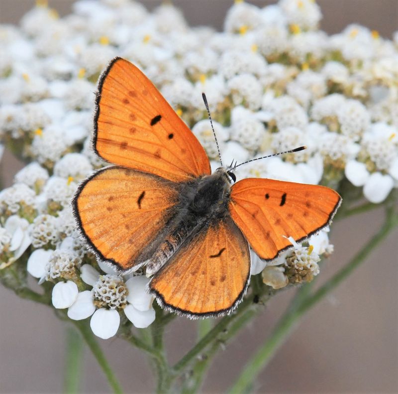 Ruddy Copper: Lycaena rubidus