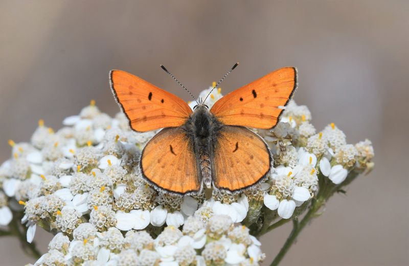 Ruddy Copper: Lycaena rubidus