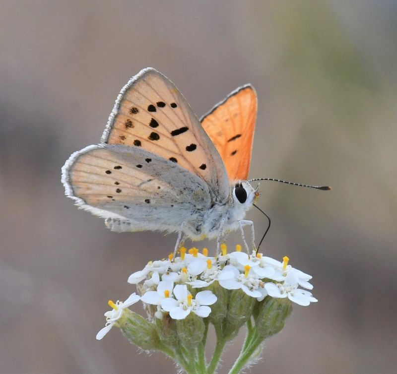 Ruddy Copper: Lycaena rubidus