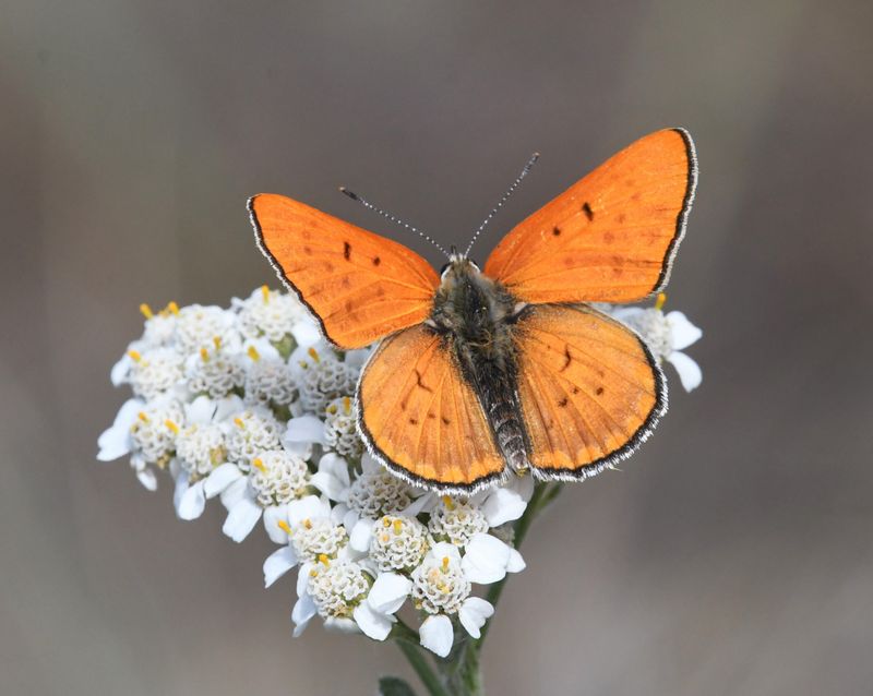 Ruddy Copper: Lycaena rubidus