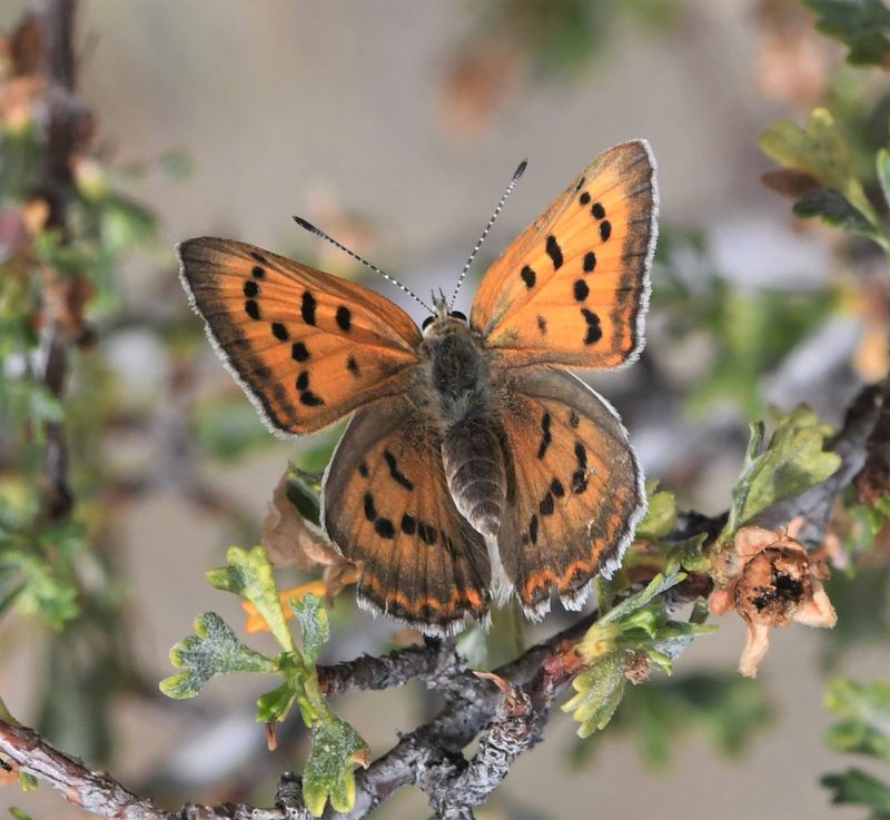 Ruddy Copper: Lycaena rubidus