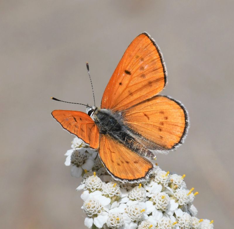 Ruddy Copper: Lycaena rubidus