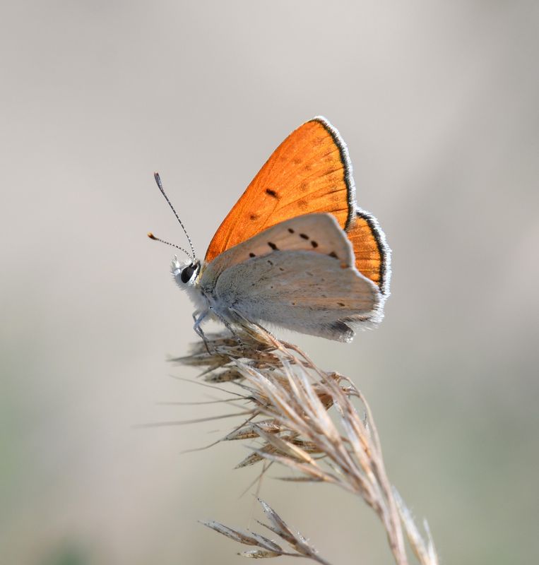 Ruddy Copper: Lycaena rubidus