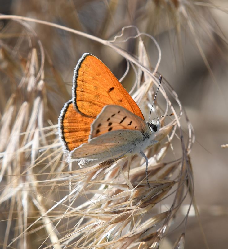 Ruddy Copper: Lycaena rubidus