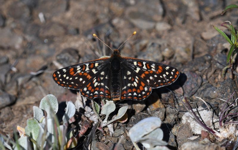 Edith's Checkerspot: Euphydryas editha