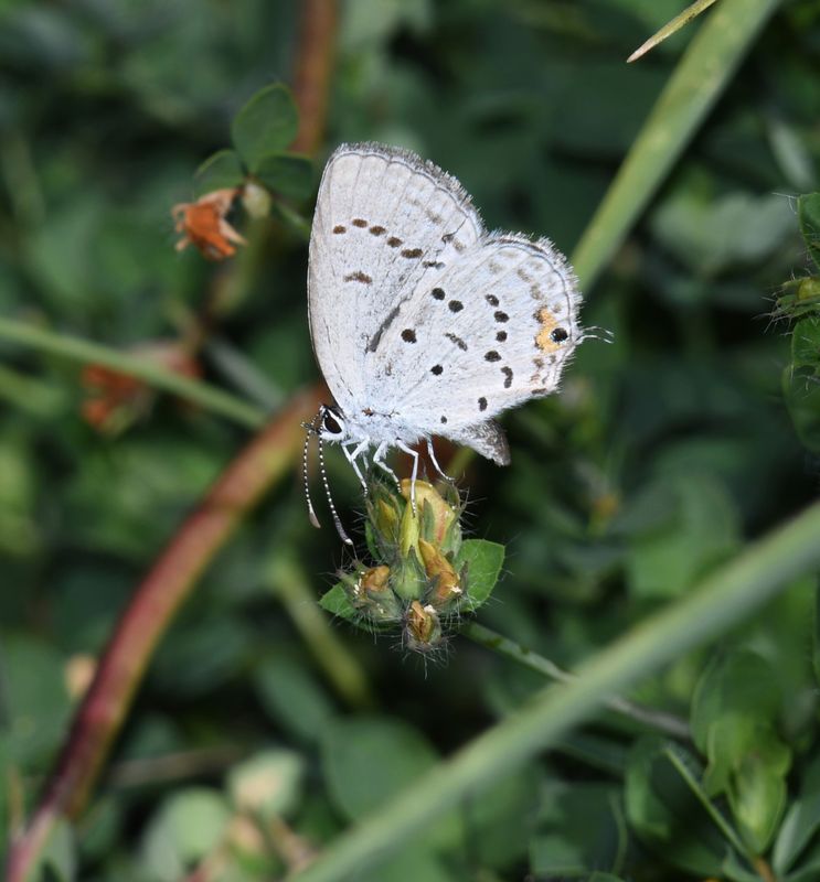 Eastern Tailed Blue: Cupido comyntas
