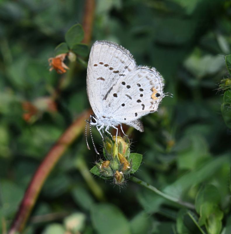 Eastern Tailed Blue: Cupido comyntas