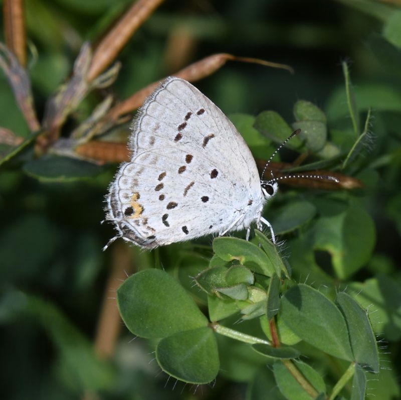 Eastern Tailed Blue: Cupido comyntas