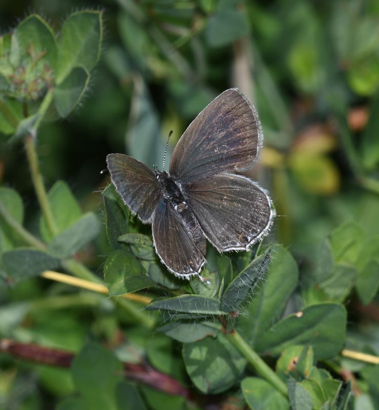 Eastern Tailed Blue: Cupido comyntas