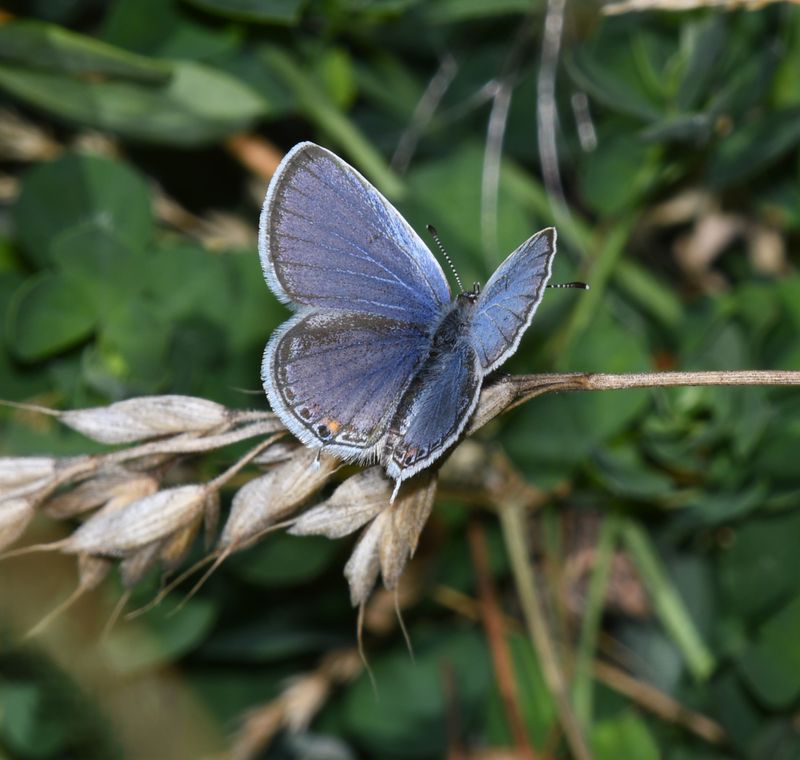 Eastern Tailed Blue: Cupido comyntas
