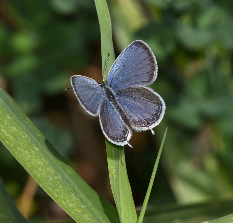 Eastern Tailed Blue: Cupido comyntas