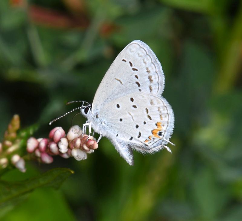 Eastern Tailed Blue: Cupido comyntas