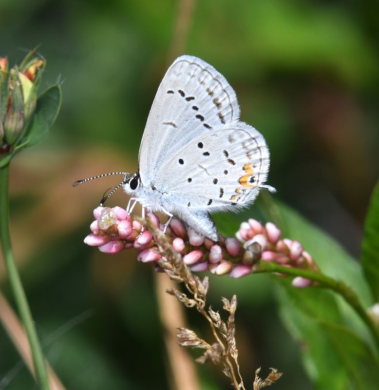 Eastern Tailed Blue: Cupido comyntas