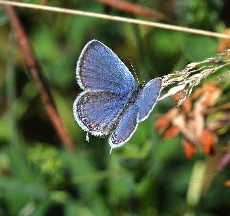 Eastern Tailed Blue: Cupido comyntas