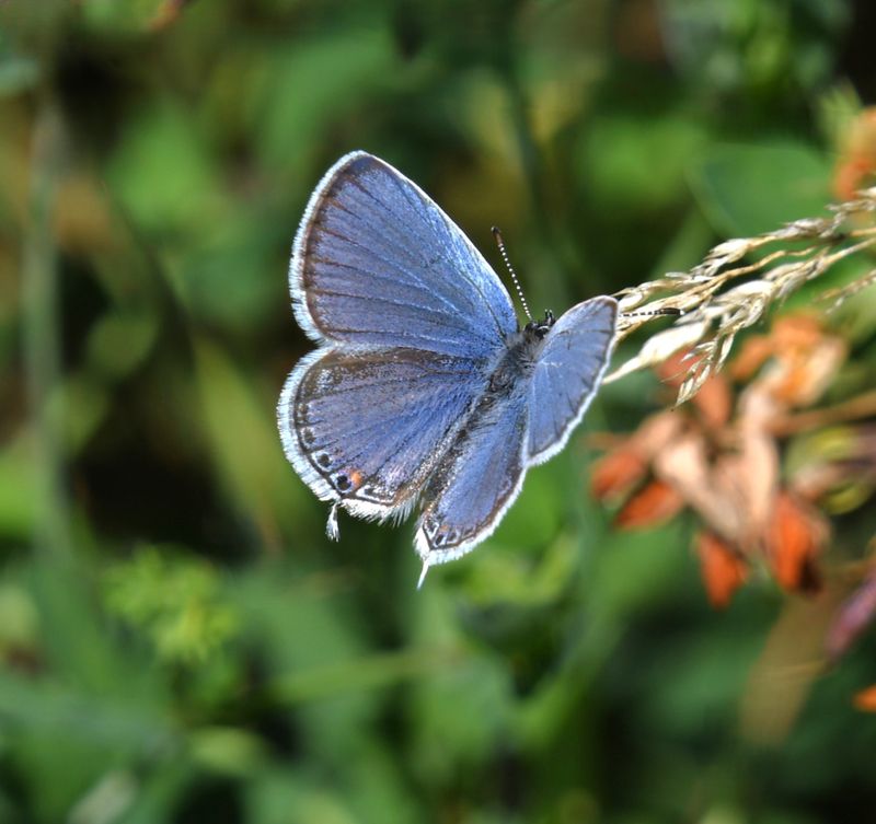 Eastern Tailed Blue: Cupido comyntas