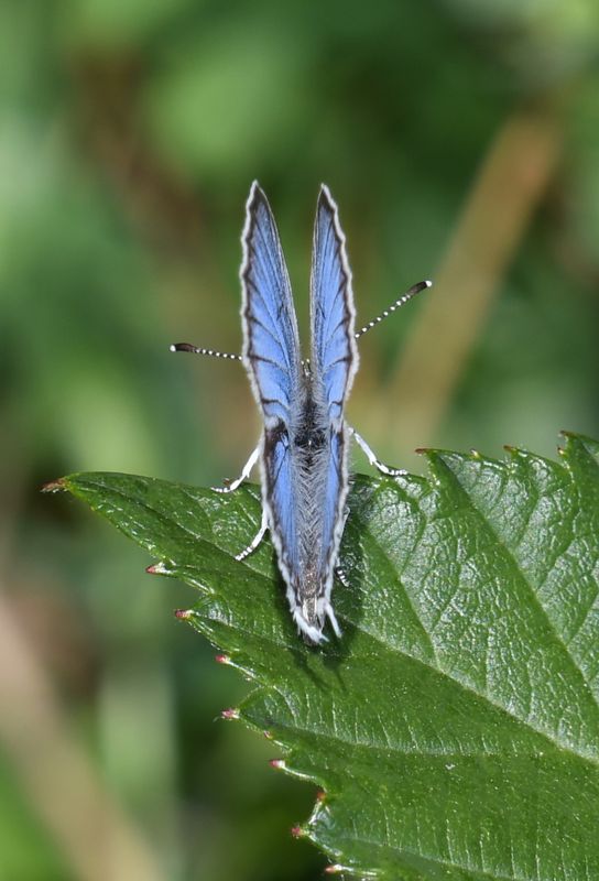 Eastern Tailed Blue: Cupido comyntas