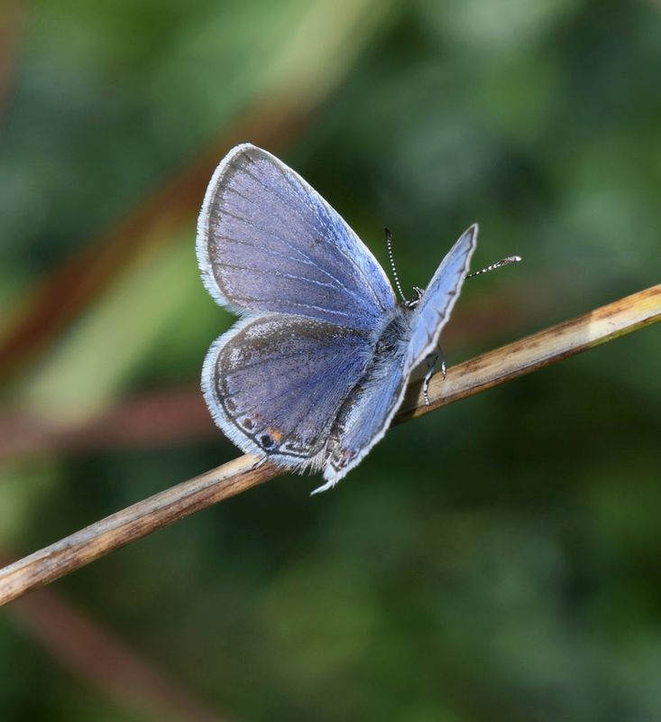 Eastern Tailed Blue: Cupido comyntas