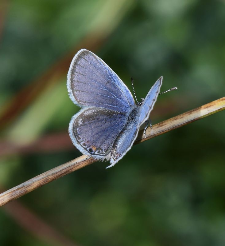 Eastern Tailed Blue: Cupido comyntas