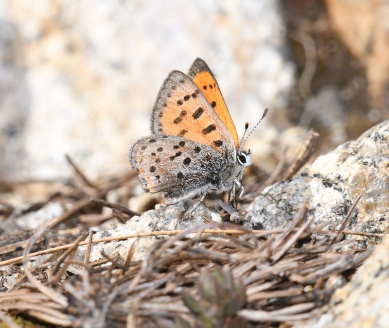 Lustrous Copper: Lycaena cupreus