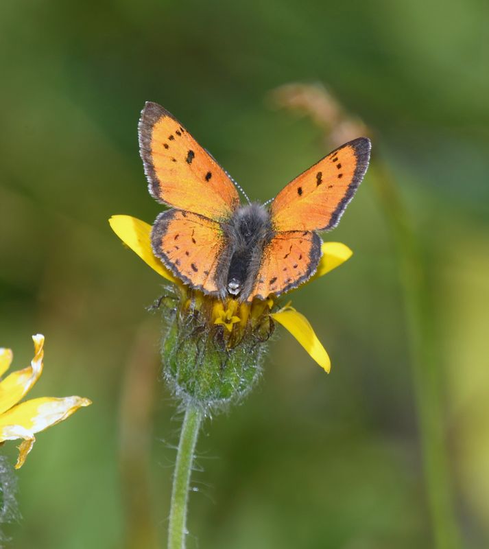 Lustrous Copper: Lycaena cupreus