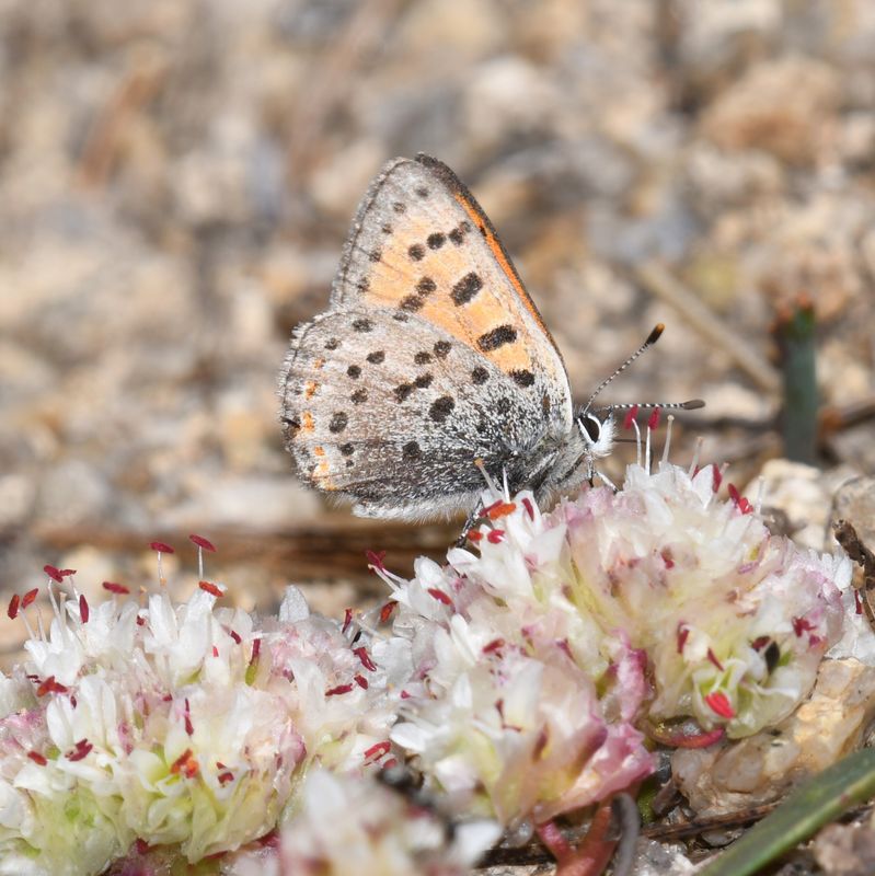 Lustrous Copper: Lycaena cupreus