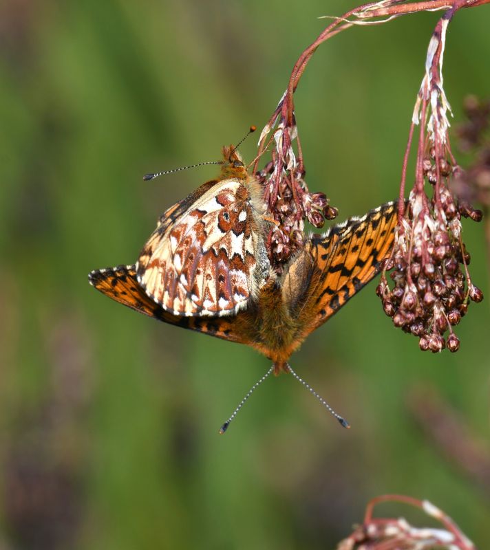 Arctic Fritillary: Boloria chariclea