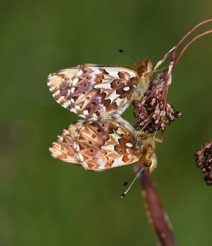 Arctic Fritillary: Boloria chariclea
