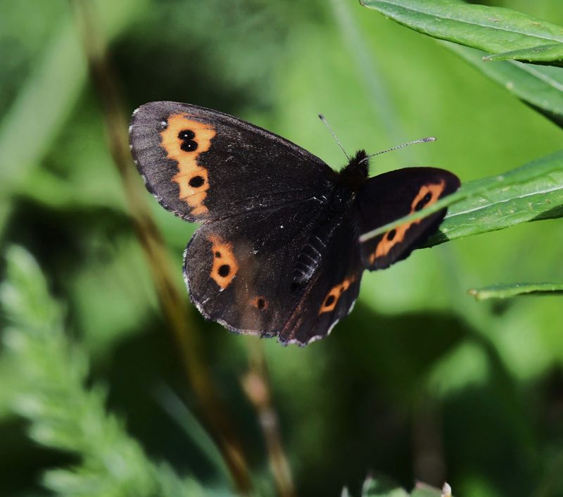 Vidlers Alpine: Erebia vidleri