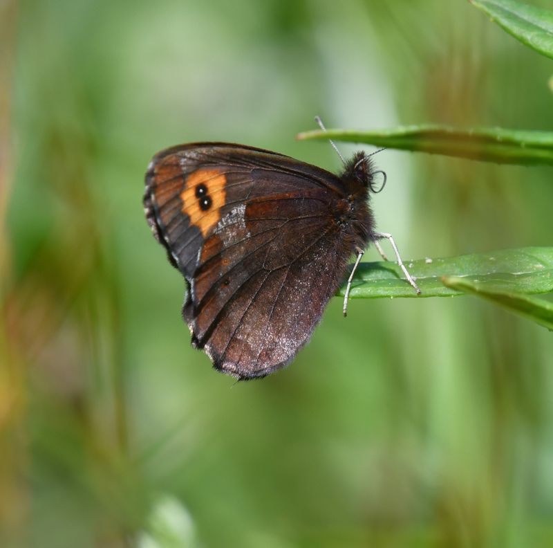 Vidler's Alpine: Erebia vidleri