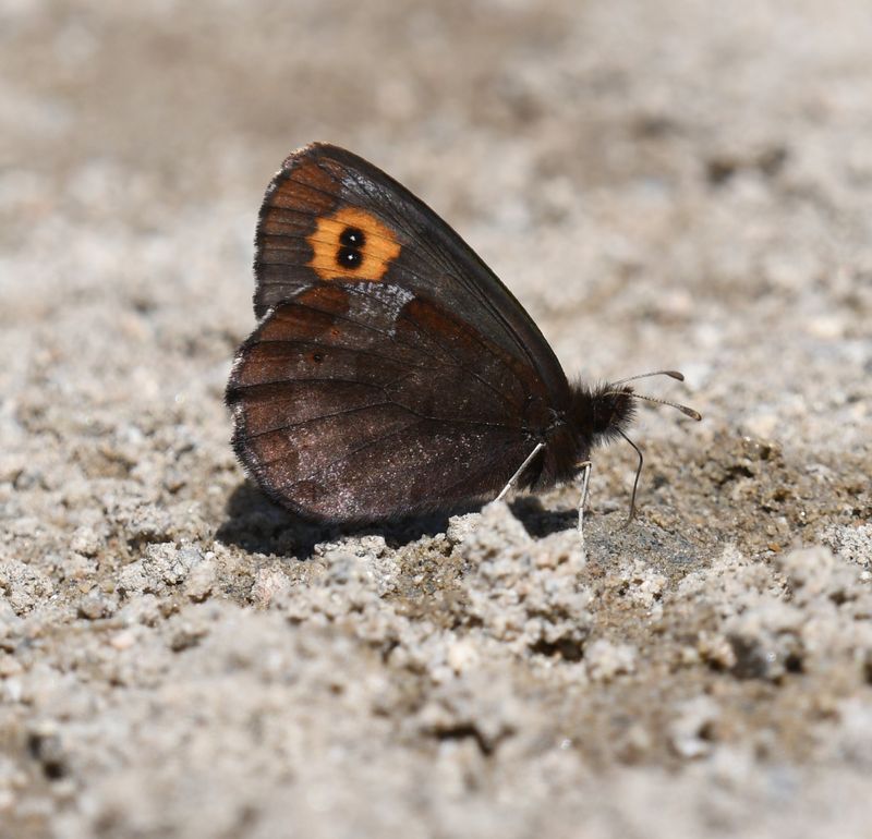 Vidler's Alpine: Erebia vidleri