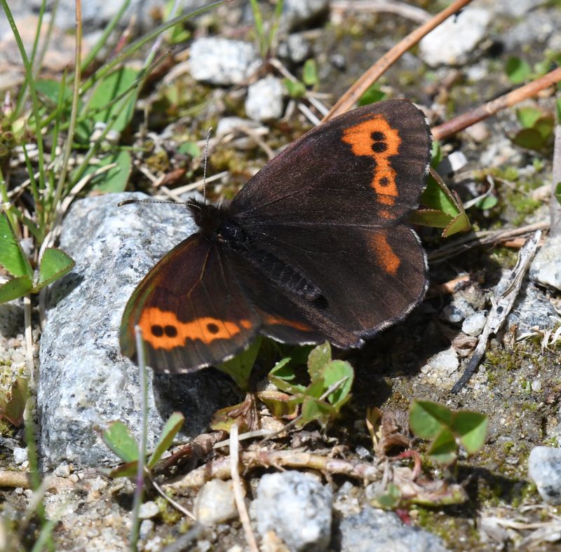 Vidler's Alpine: Erebia vidleri