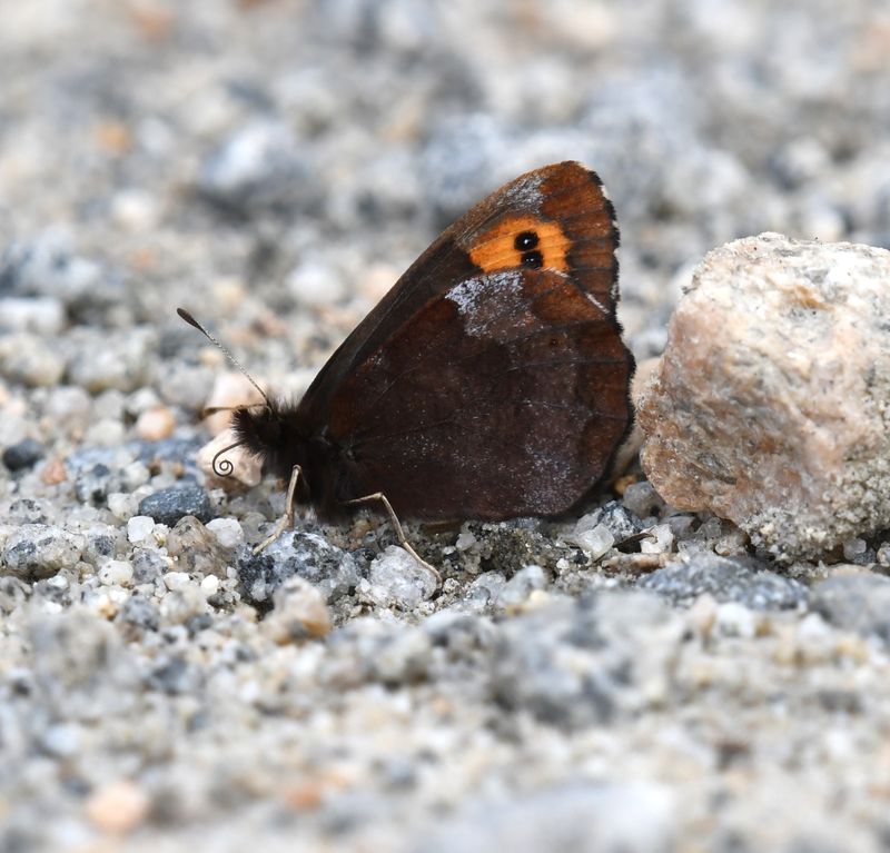Vidler's Alpine: Erebia vidleri