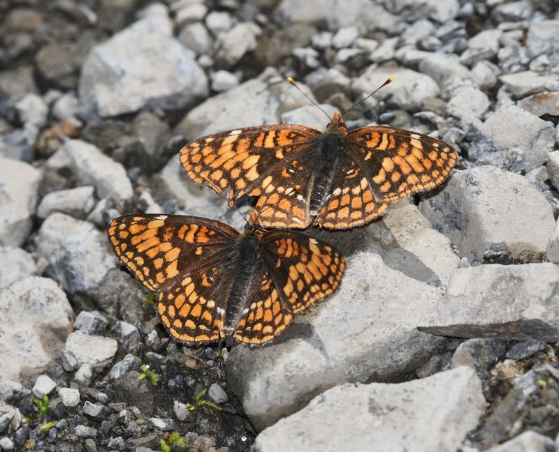 Hoffmann's Checkerspot: Chlosyne hoffmanni