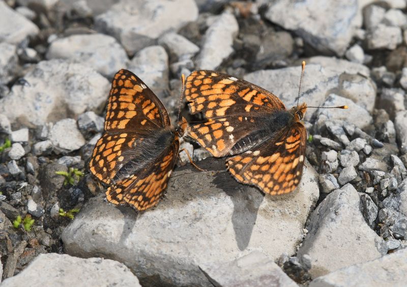 Hoffmann's Checkerspot: Chlosyne hoffmanni