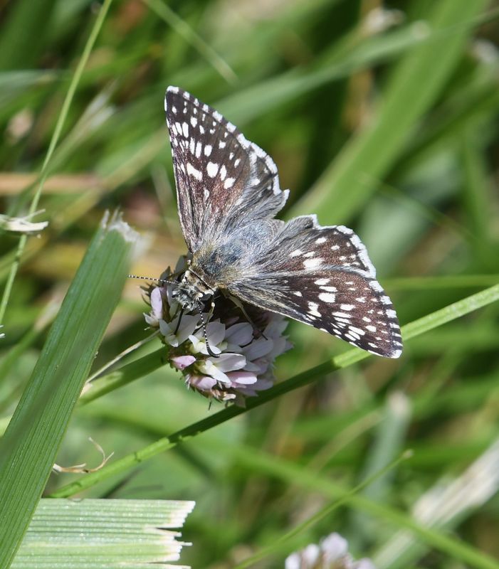 Common Checkered Skipper: Burnsius communis