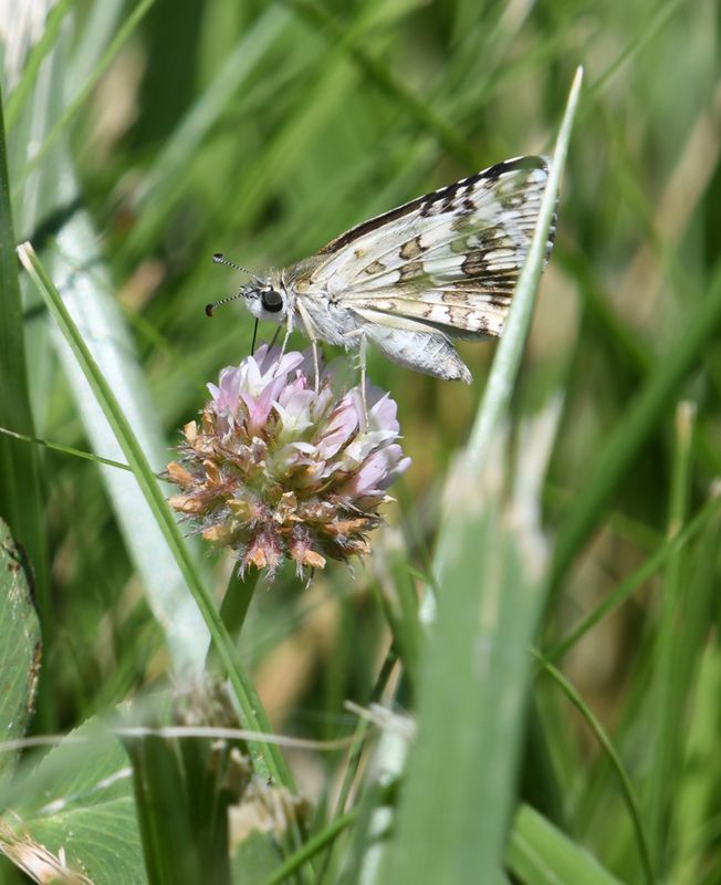 Common Checkered Skipper: Burnsius communis