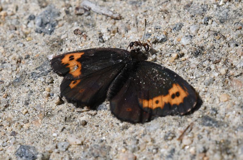 Ant and Vidler's Alpine