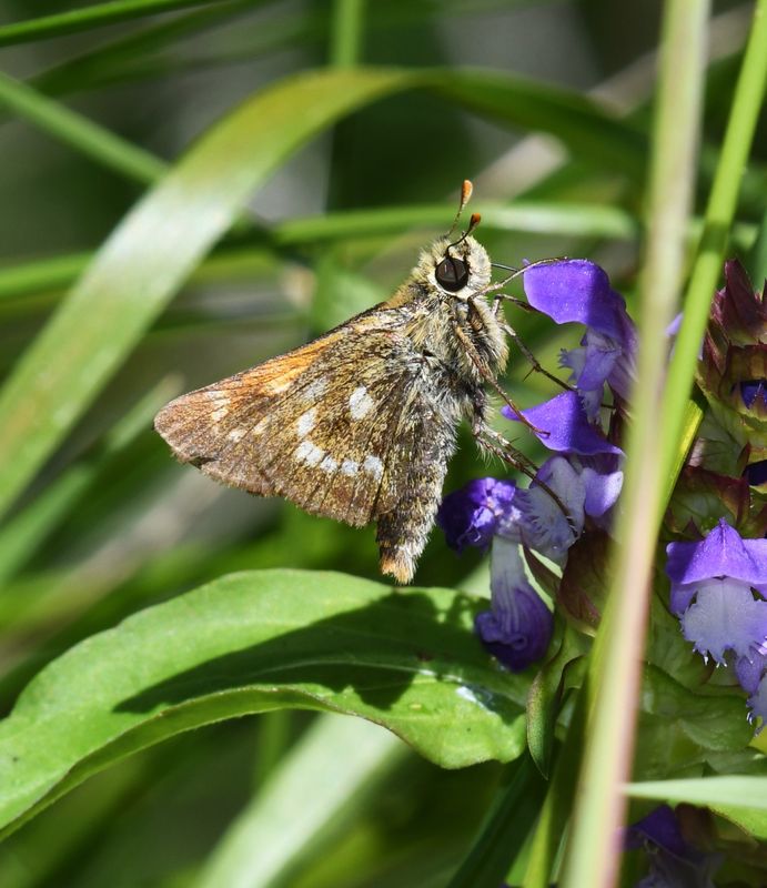 Sonora Skipper: Limochores sonora
