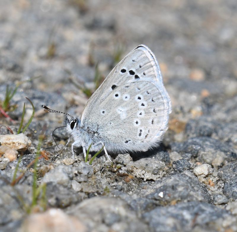 Boisduval's Blue: Icaricia icarioides