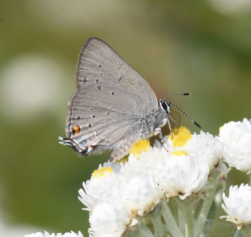 Sylvan Hairstreak: Satyrium sylvinus