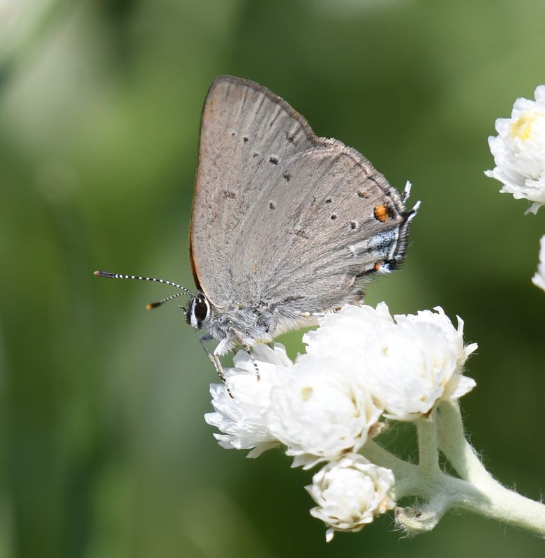 Sylvan Hairstreak: Satyrium sylvinus