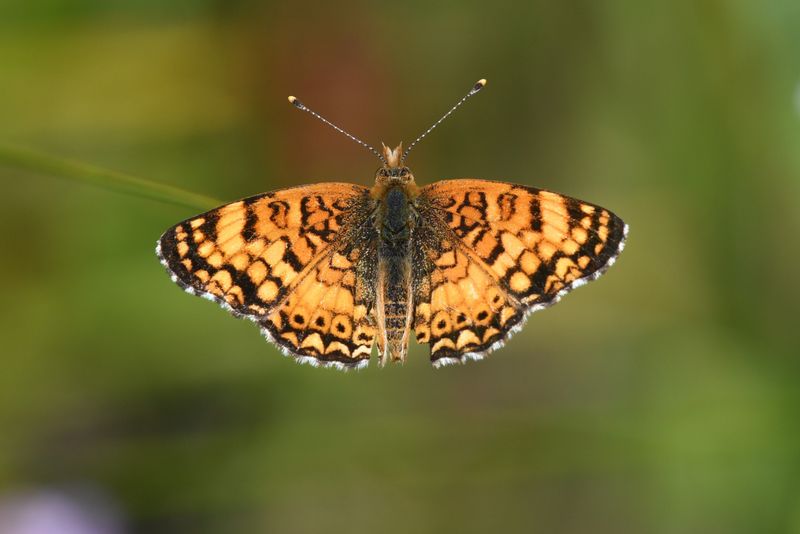 Mylitta Crescent: Phyciodes mylitta