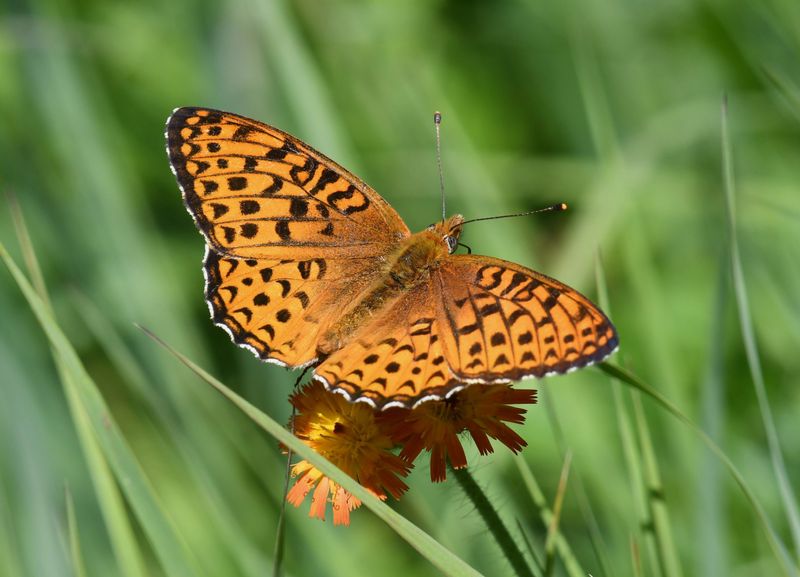 Atlantis Fritillary: Speyeria atlantis