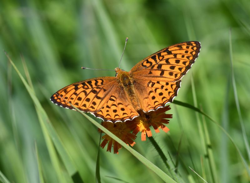 Atlantis Fritillary: Speyeria atlantis