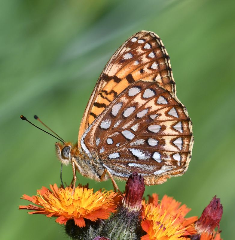 Atlantis Fritillary: Speyeria atlantis